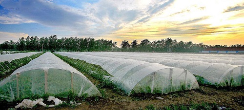 沒出倉庫就發黃，塑料吹膜如何選擇熒光增白劑？